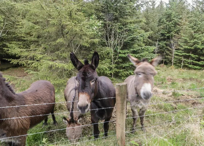 Shannagh * Portsalon